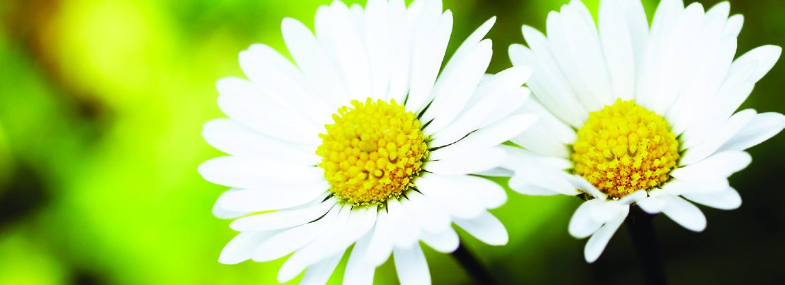 Two white daisies in sunlight