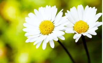 Two Daisies
